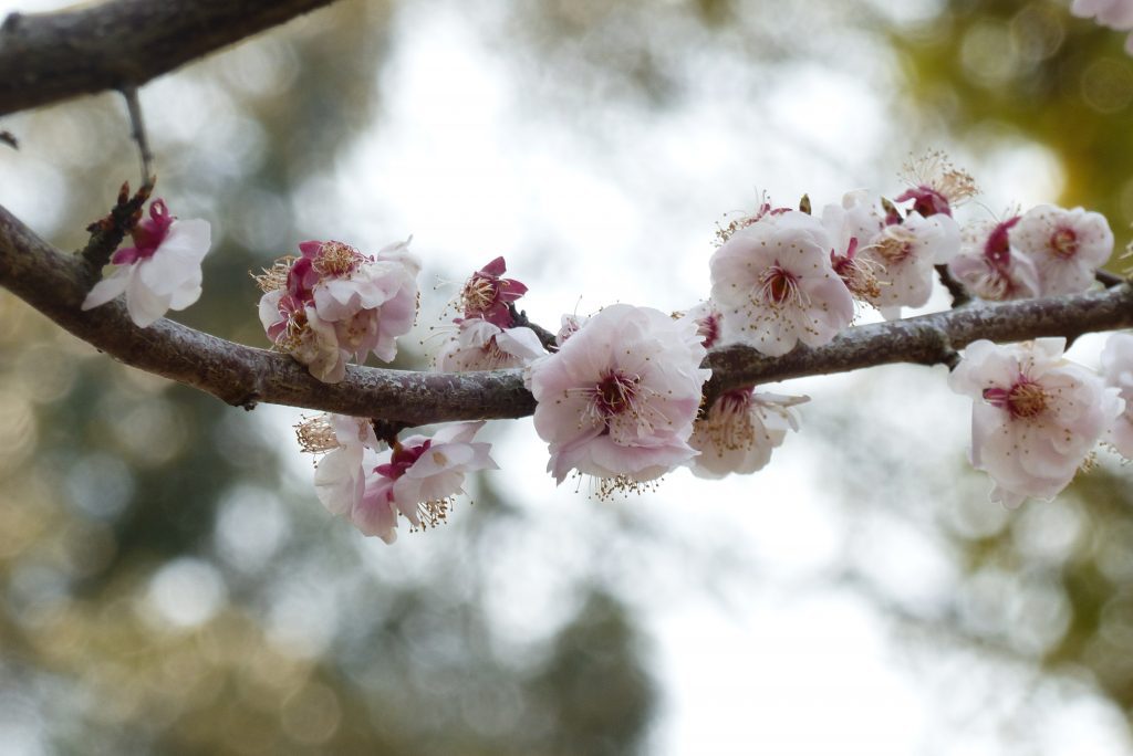 Cerisier en fleurs dans la région de Kyoto (c)Elise Chevillard