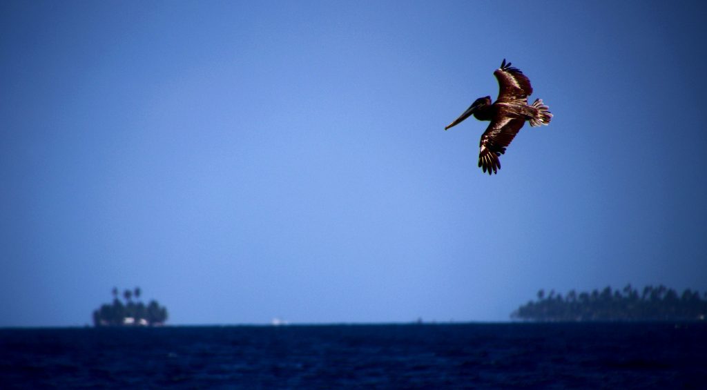  ©Guillaume Baviere,San Blas. Sur l'Isla Aguja. Flickr 