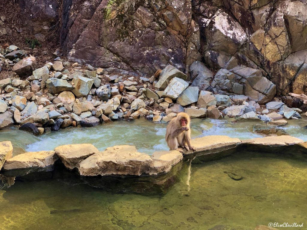 Province de Nagano, Snow Monkey Park