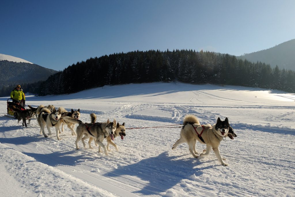 Chiens-de-traineaux-Payolle-JN-Herranz