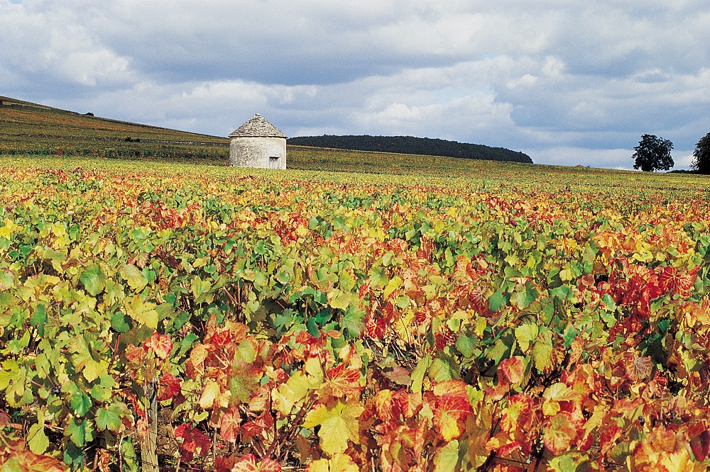 Côte-d'Or Tourisme © J-M. SCHWARTZ CABOTTE DANS LES VIGNES A SAVIGNY-LES-BEAUNE