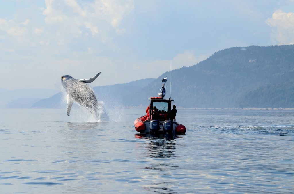 Québec, Mars Loiselle, Saut d'une baleine à bosses