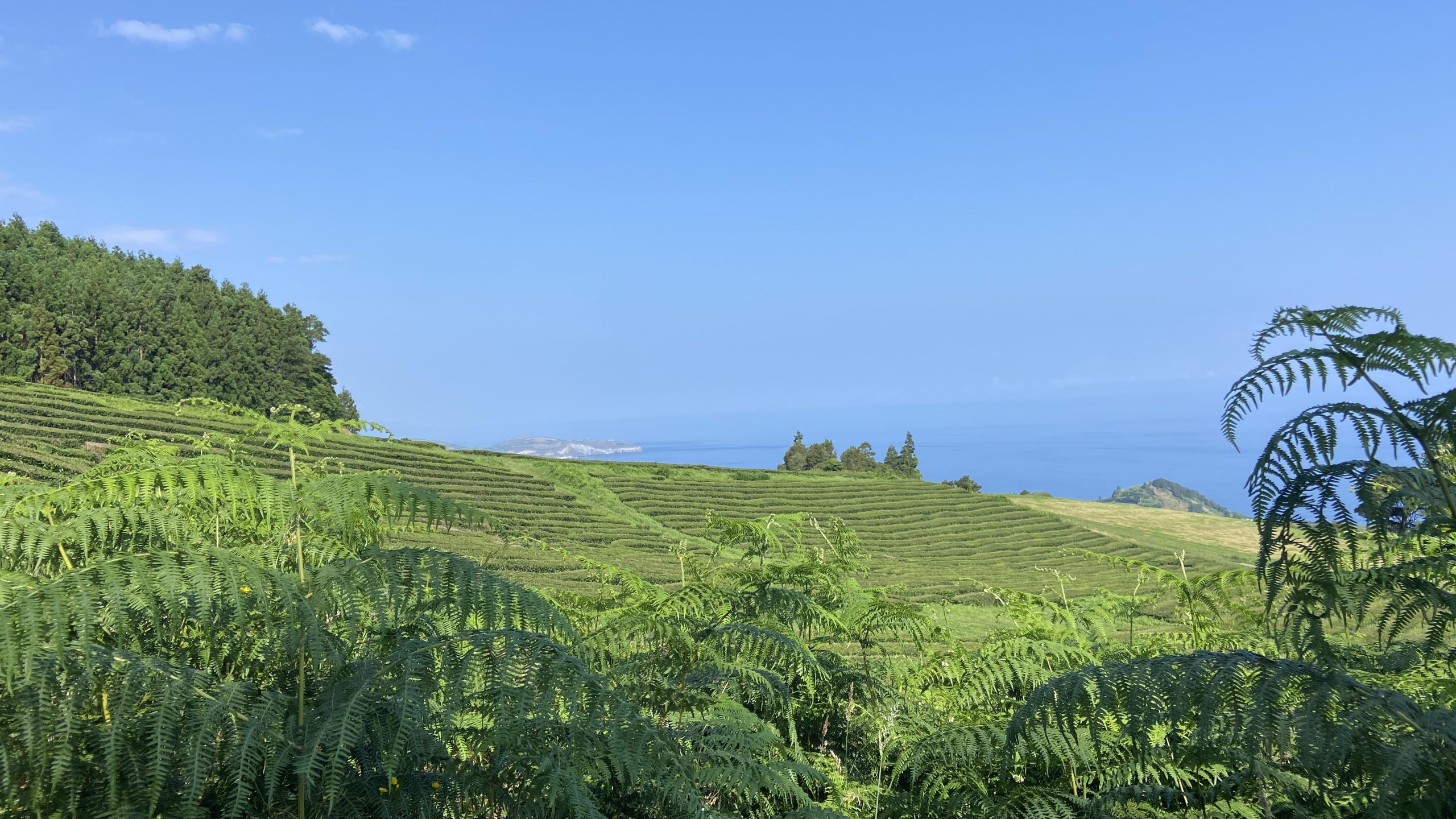 Plantations de thé Gorreana